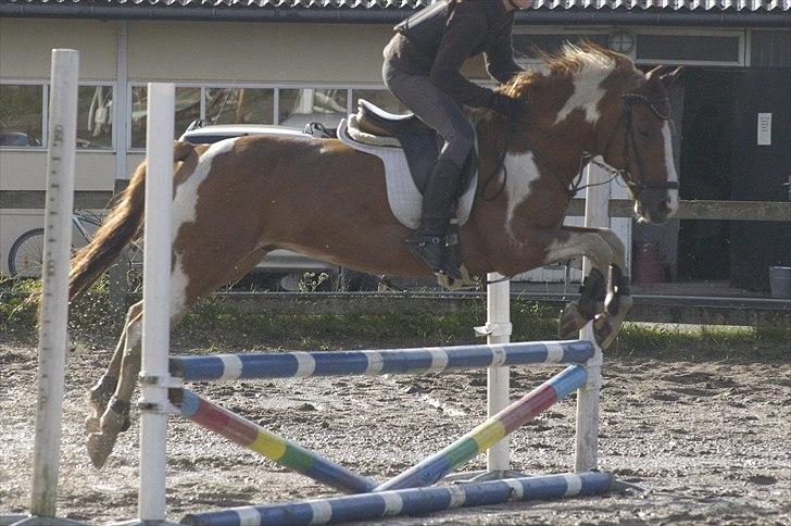 Hollandsk Sportspony Nicky (Født Nixon) billede 3