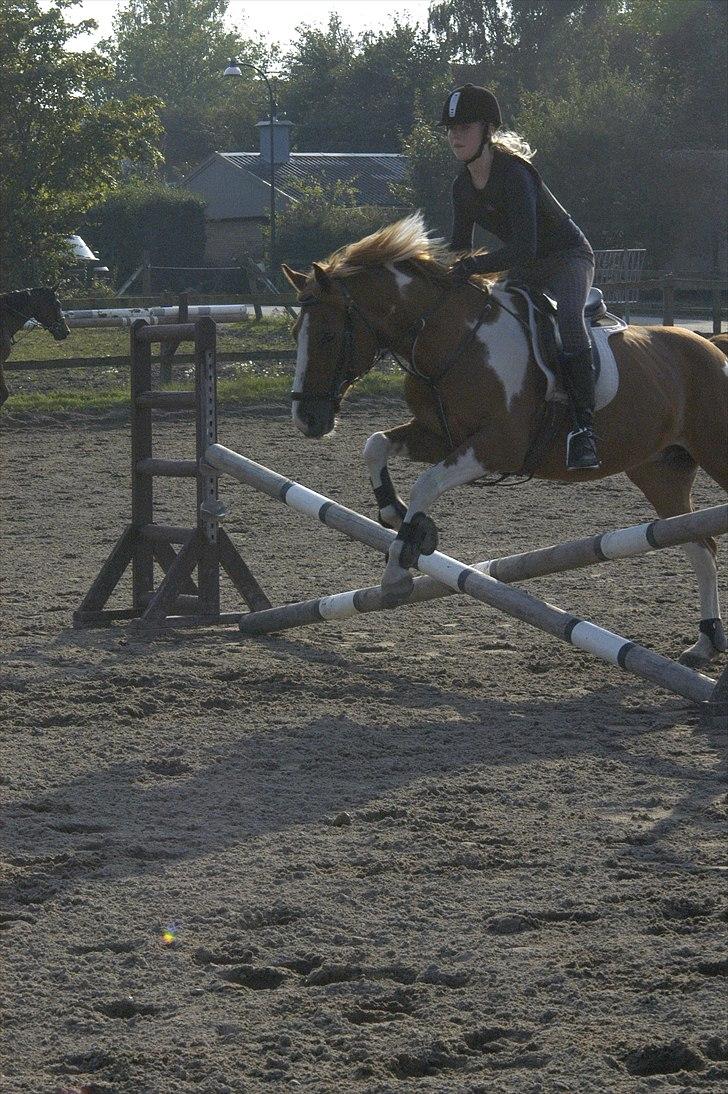 Hollandsk Sportspony Nicky (Født Nixon) billede 4
