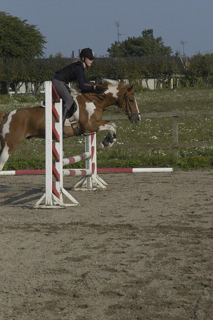 Hollandsk Sportspony Nicky (Født Nixon) billede 5