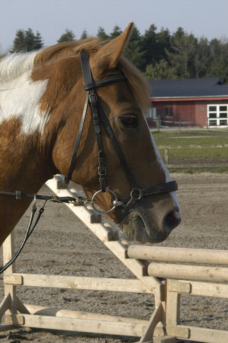Hollandsk Sportspony Nicky (Født Nixon) - <3 <3 Foto: Stine Rud billede 6