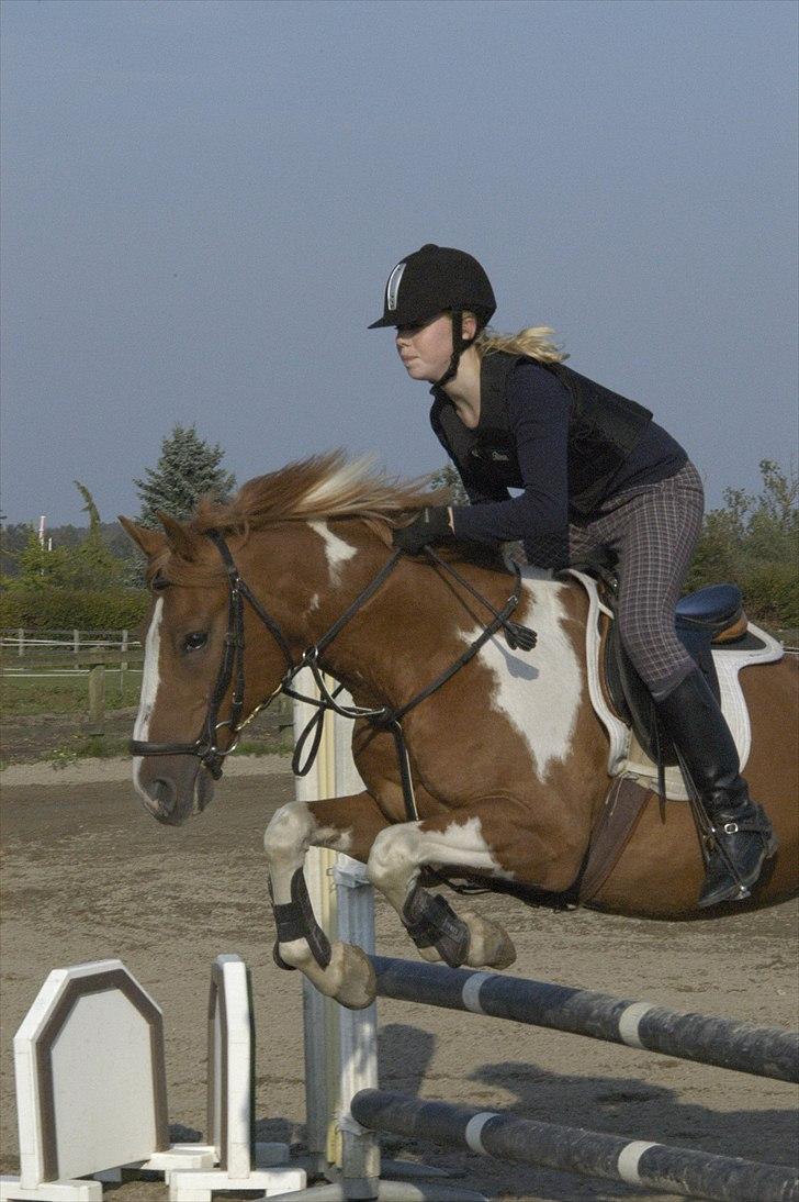 Hollandsk Sportspony Nicky (Født Nixon) billede 7