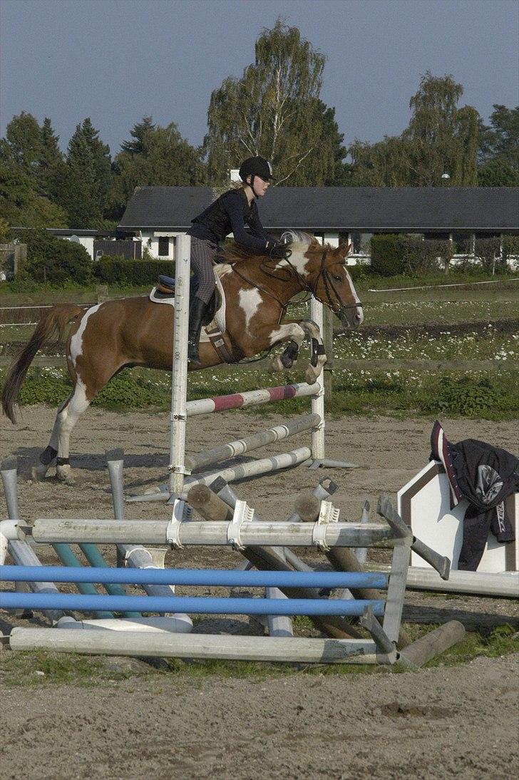 Hollandsk Sportspony Nicky (Født Nixon) billede 8