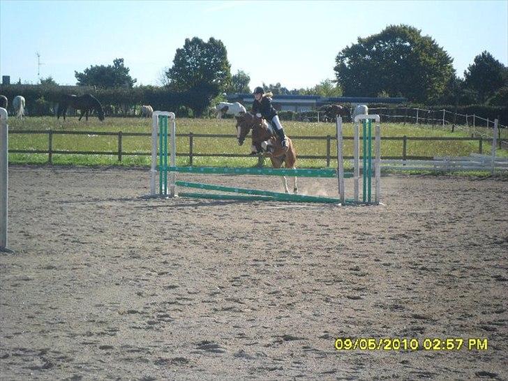 Hollandsk Sportspony Nicky (Født Nixon) - LC på VEK billede 12
