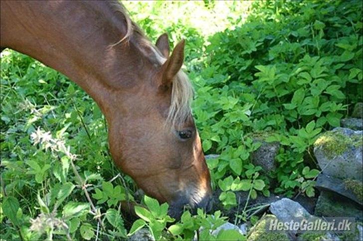 DSP Robin - Min dréng<3;* billede 5