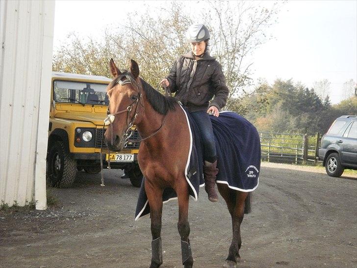 Hollandsk Sportspony Timon R.I.P. I love u!!!! - hej velkommen til Timons profil :) Mig på Timon lidt hygge :) foto: Celine billede 1