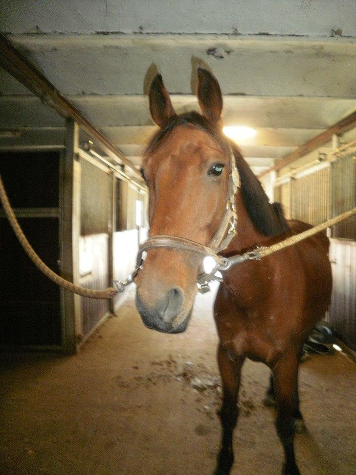 Hollandsk Sportspony Timon R.I.P. I love u!!!! - på staldgangen;) foto: mig billede 2