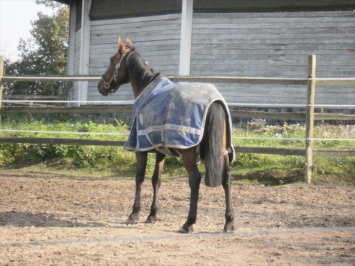 Hollandsk Sportspony Timon R.I.P. I love u!!!! - på jordfold... foto: mig billede 3