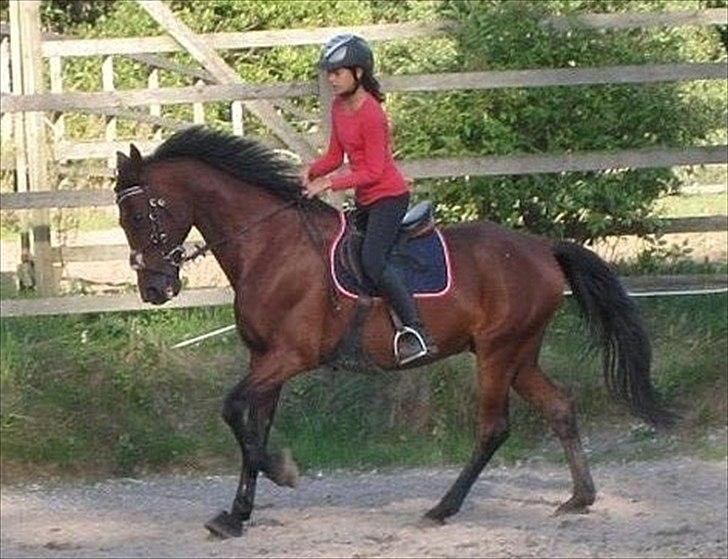 Hollandsk Sportspony Timon R.I.P. I love u!!!! - Galop stor og dejlig :)foto: Moni billede 4