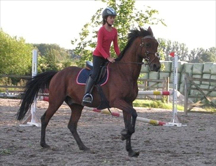 Hollandsk Sportspony Timon R.I.P. I love u!!!! - en hurtig galop ;) foto: moni billede 5