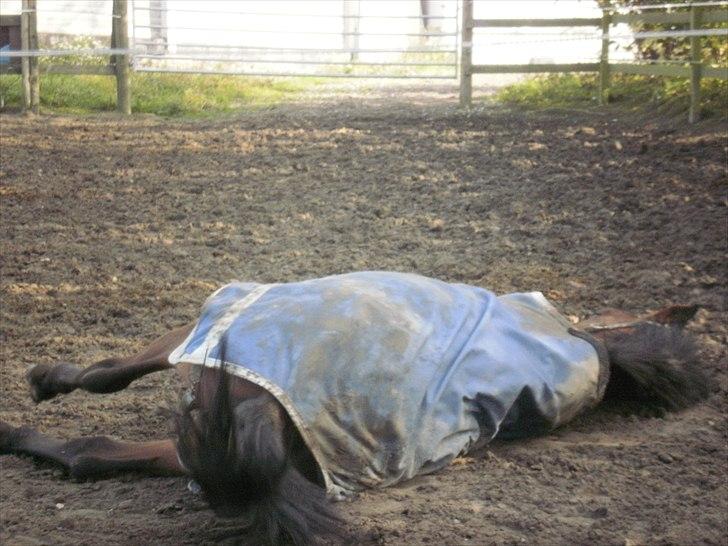 Hollandsk Sportspony Timon R.I.P. I love u!!!! - det er skønt at rulle sig når man lige er blevet striglet :P foto: mig billede 6