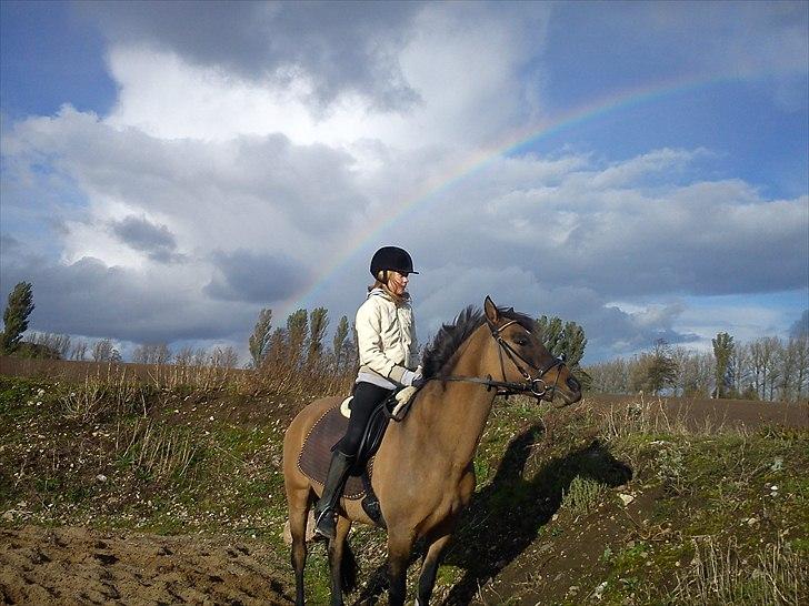 Konik Polski Lava - se regnbuen! billede 8