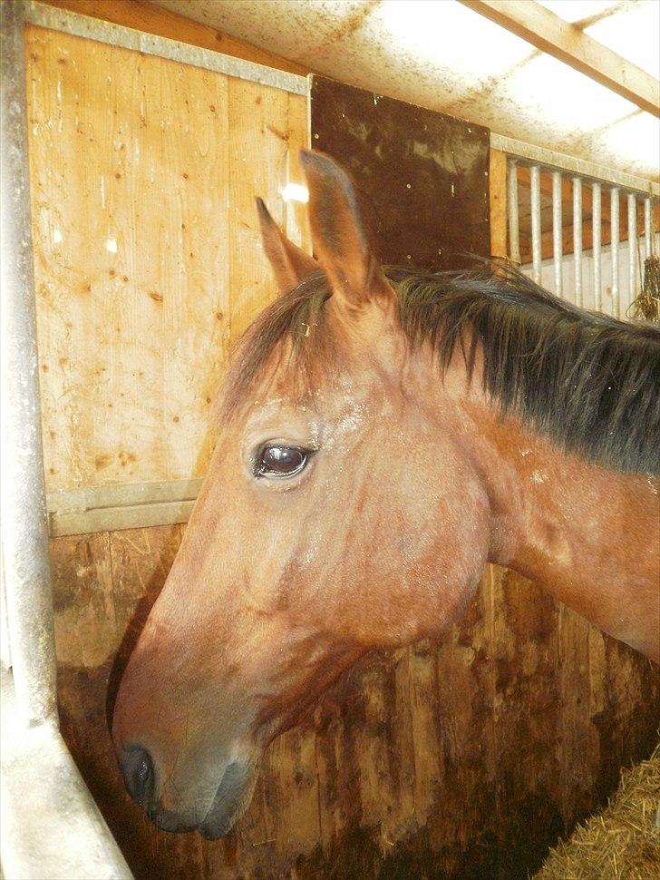 Hollandsk Sportspony Timon R.I.P. I love u!!!! - Timon i sin boks... foto: mig billede 8