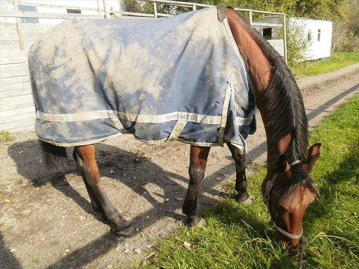 Hollandsk Sportspony Timon R.I.P. I love u!!!! - ude og græsse  :) foto: mig billede 9