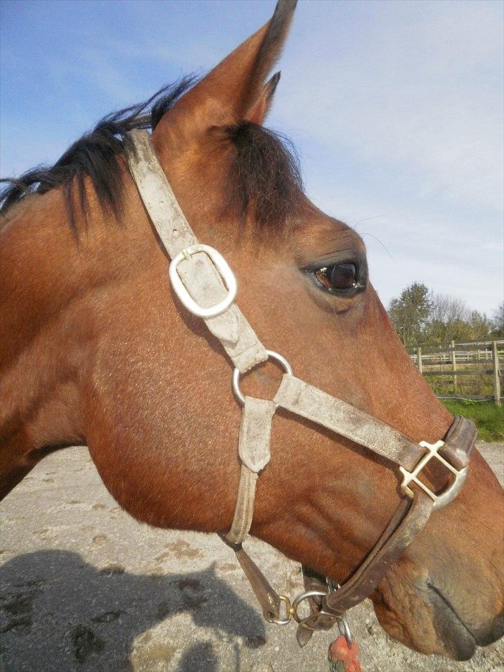 Hollandsk Sportspony Timon R.I.P. I love u!!!! - prinsen fik lige øje på de  små shettere på den anden fold :P foto: mig billede 10