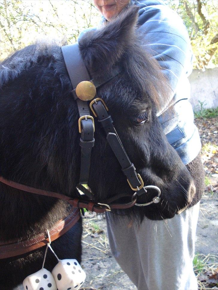 Shetlænder Camkar's Pixie - "Skal vi afsted eller hva´?" billede 1