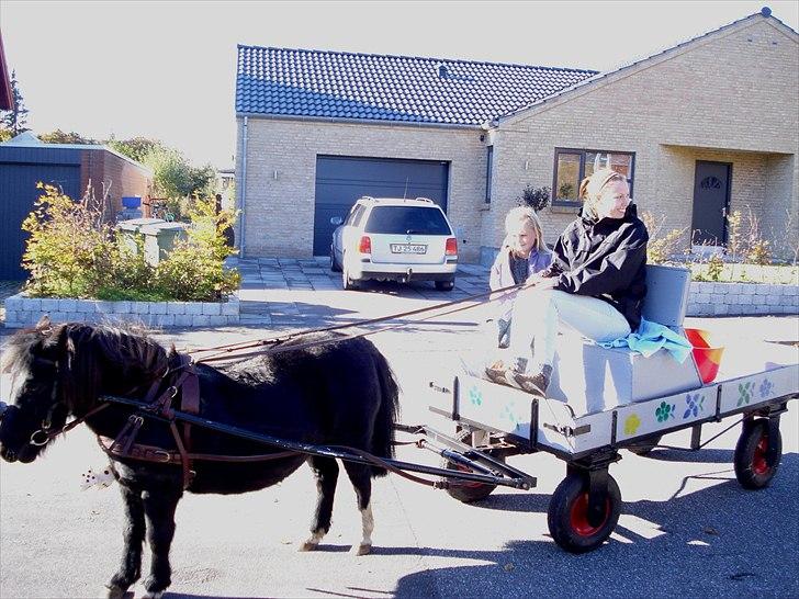 Shetlænder Camkar's Pixie - Så er vi kørt hjem til Åbyhøj, og Marie får lige en tur i vognen. billede 4