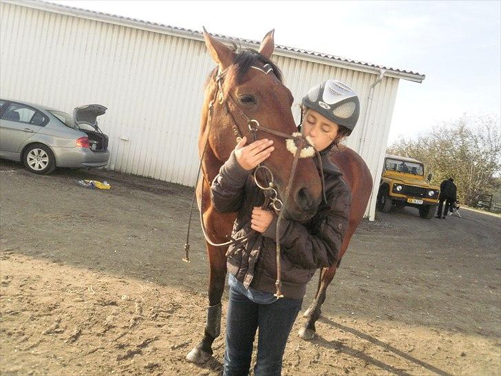 Hollandsk Sportspony Timon R.I.P. I love u!!!! - møs møs :* foto: Celine billede 11