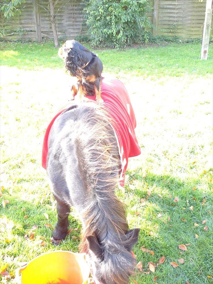 Shetlænder Camkar's Pixie - "Ziggy må gerne sidde på mig, så længe der bare er mad" billede 5