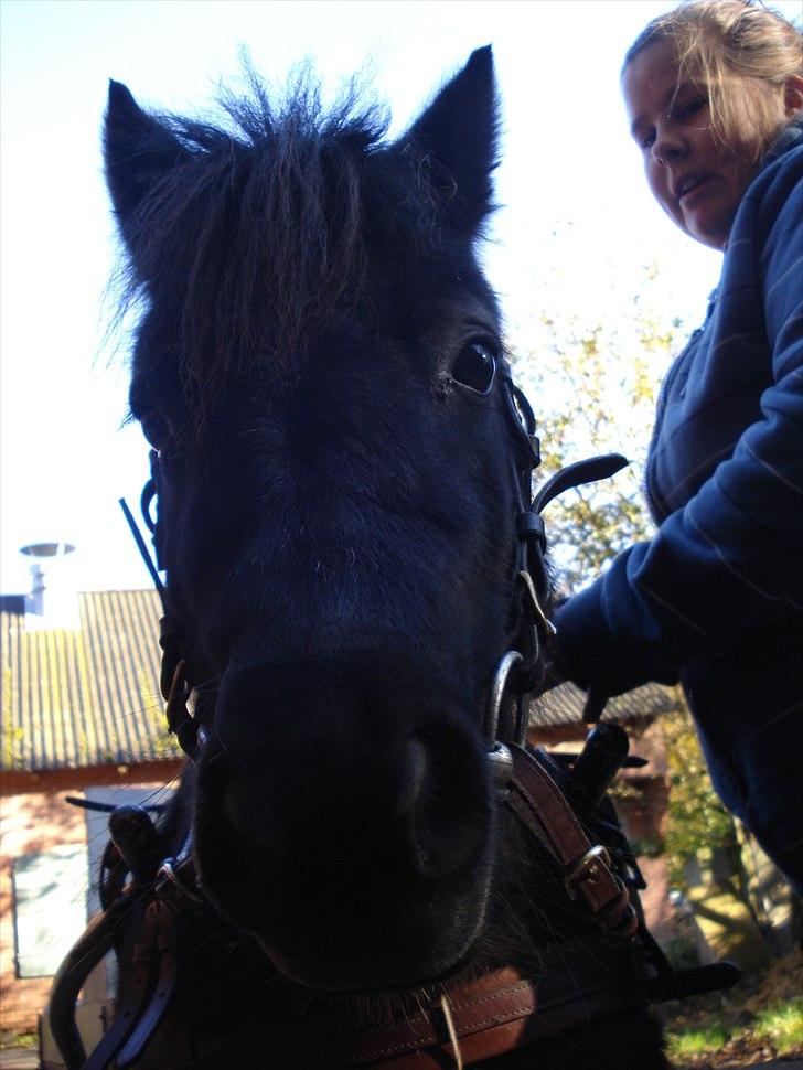 Shetlænder Camkar's Pixie billede 7