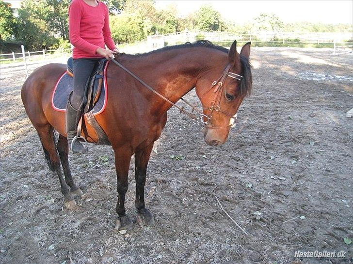 Hollandsk Sportspony Timon R.I.P. I love u!!!! - I LOVE U!!! foto Moni billede 12