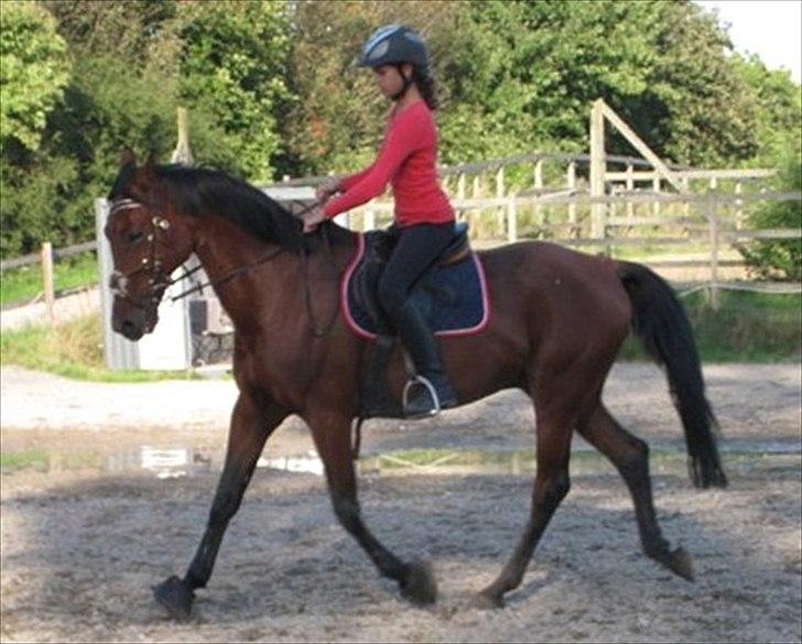 Hollandsk Sportspony Timon R.I.P. I love u!!!! - ...<3 foto: Moni billede 13