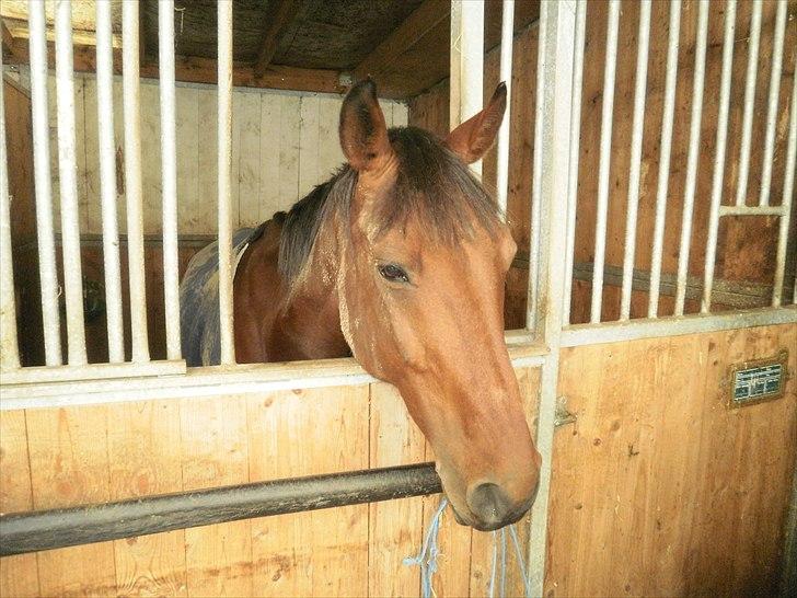 Hollandsk Sportspony Timon R.I.P. I love u!!!! - smukke i hans boks :) Foto: mig billede 14