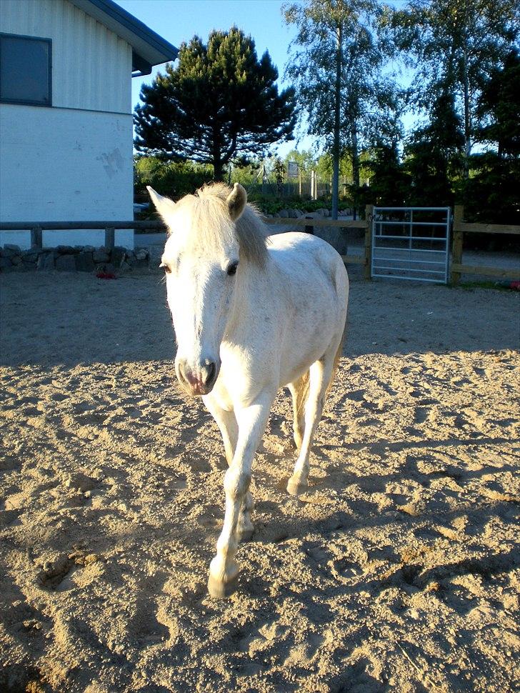 Anden særlig race Brøderups Balou billede 10