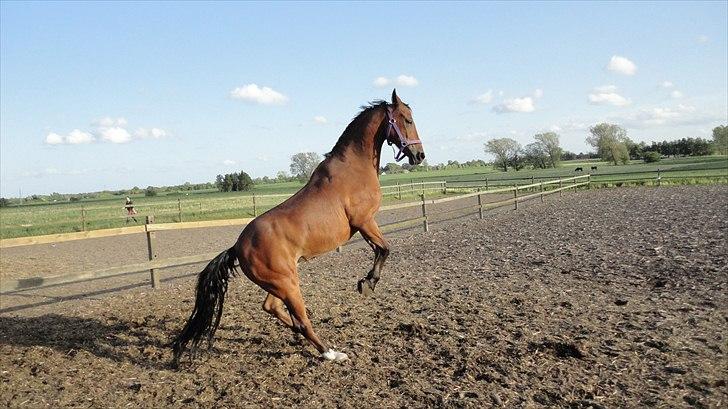 DSP Passion * Palle* - 24-05-11 billede 13