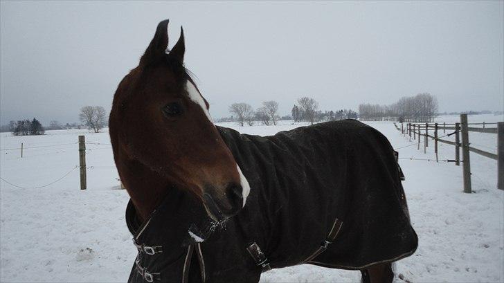 DSP Passion * Palle* - 30-12-10 billede 14