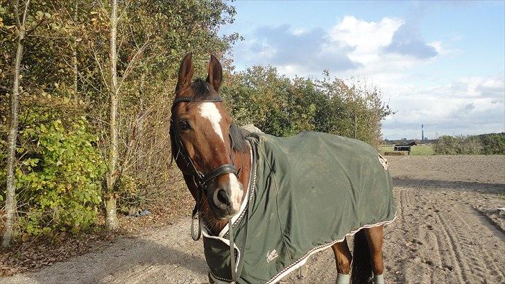 DSP Passion * Palle* - 19-10-10 billede 15