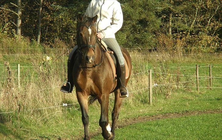 New Forest Charmeur - Undskyld, jeg sidder lidt skævt :/ billede 3