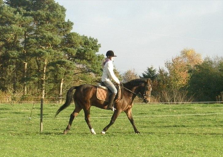 New Forest Charmeur billede 6