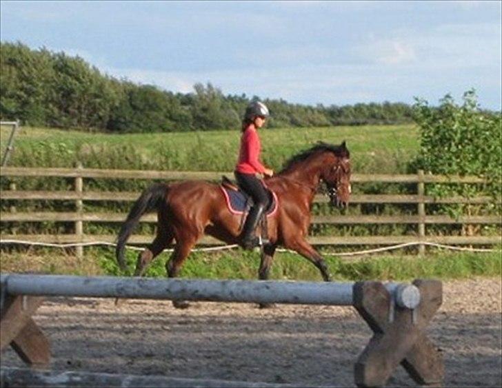 Hollandsk Sportspony Timon R.I.P. I love u!!!! - når slutningen er god så er alting godt ;) foto: Monica billede 16