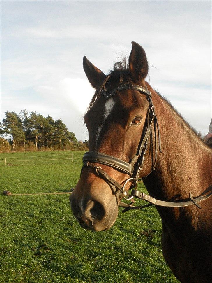 New Forest Charmeur billede 8