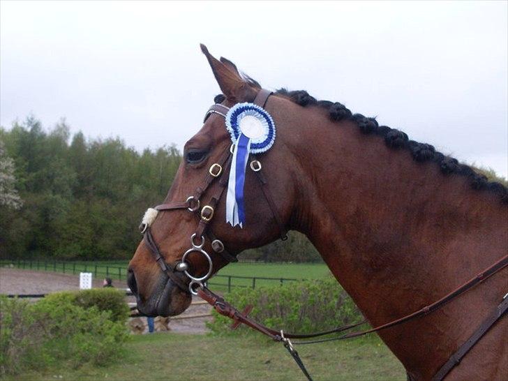 Hollandsk Sportspony Timon R.I.P. I love u!!!! - LA fejlfri på nsr :) stjernepony! foto: Sabina billede 17