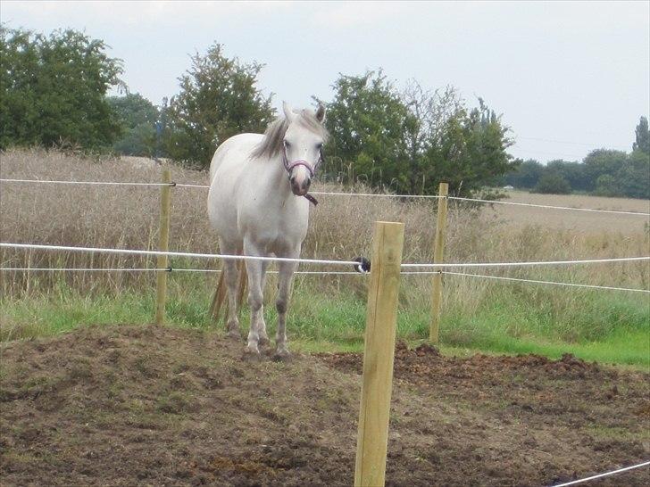 Welsh Mountain (sec A) Nelly - Her kan jeg se ud over det hele. billede 1