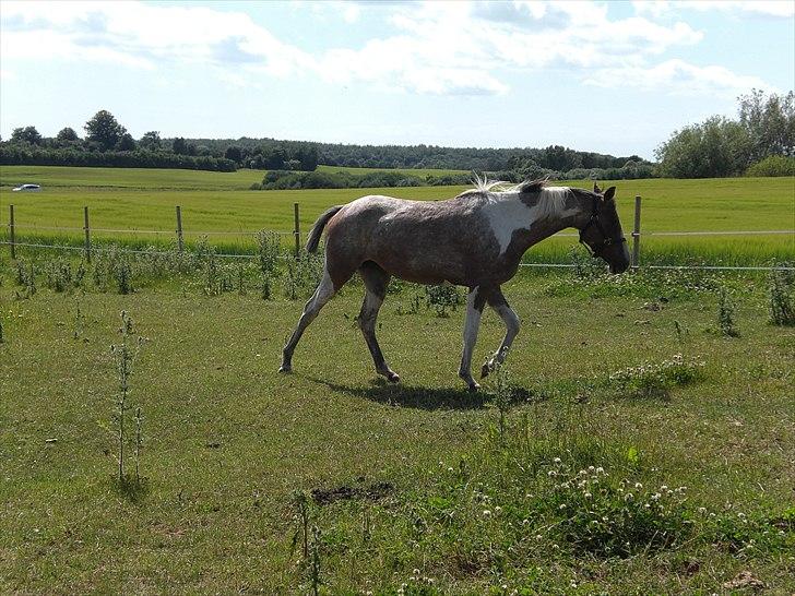 Hollandsk Sportspony Maggi RIP billede 9