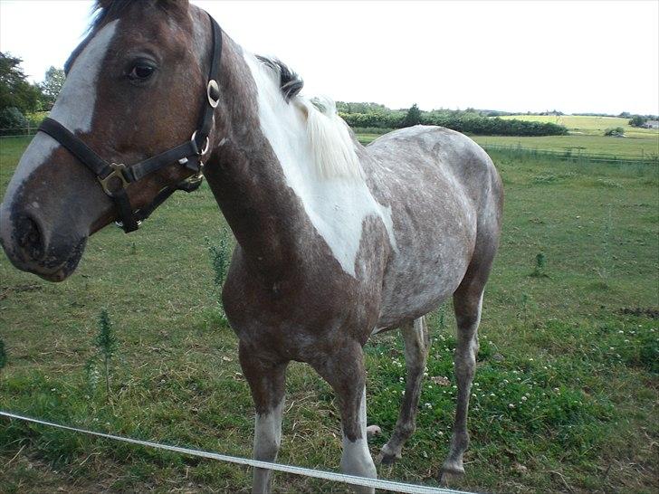 Hollandsk Sportspony Maggi RIP billede 10