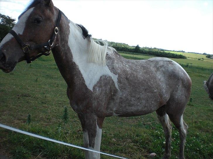 Hollandsk Sportspony Maggi RIP billede 11