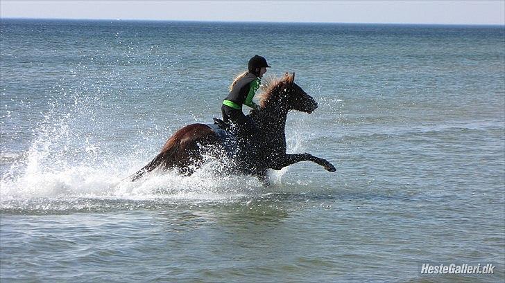 DSP Robin - afsted det går.. første gang i vandet!;*<3 billede 4