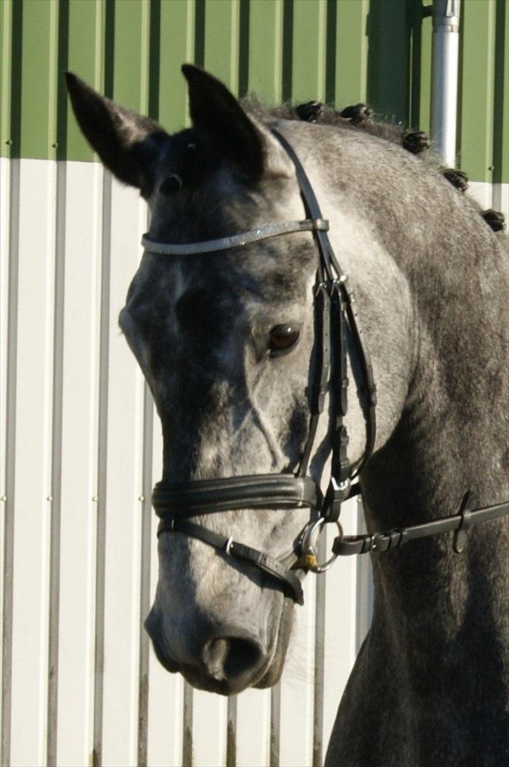 Dansk Varmblod Charlie Chip billede 4