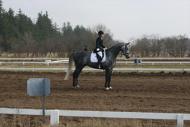 Dansk Varmblod Charlie Chip - Parade :) billede 6