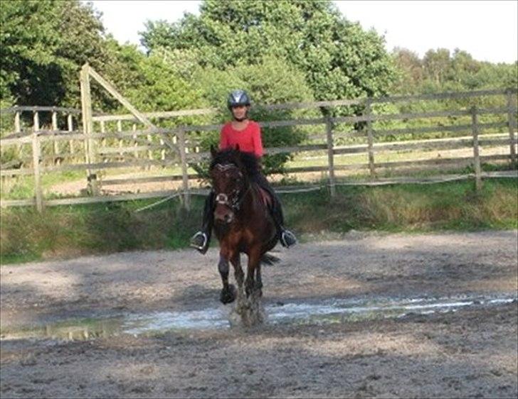 Hollandsk Sportspony Timon R.I.P. I love u!!!! - galop gennem vandpytten :D foto: Moni billede 19
