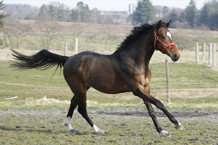Dansk Varmblod Royal One Cruizer - Cruizer fik et flip på marken en forårs morgen. Stadig sove-pels og det hele ;P billede 2