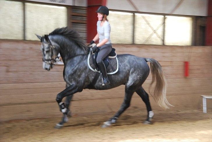 Dansk Varmblod Charlie Chip billede 7