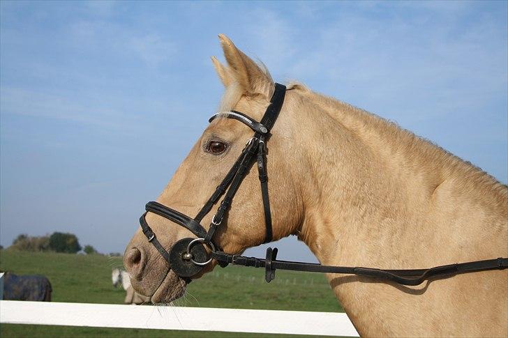 Palomino Cibelle - Helt vidunderlig tur til ledøje på dig putte, en tur jeg aldrig vil glemme! <3 billede 1