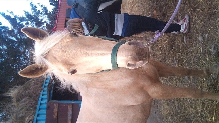 Palomino Cibelle - For lang tid siden, den dag hvor jeg red uden sadel på dig for første gang. Og hvor jeg så faldt af 3 gange, men stadig en vidunderlig dag med dig skat! Dejlige tøs.  billede 2