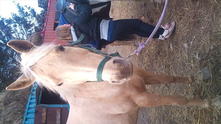 Palomino Cibelle - For lang tid siden, den dag hvor jeg red uden sadel på dig for første gang. Og hvor jeg så faldt af 3 gange, men stadig en vidunderlig dag med dig skat! Dejlige tøs.  billede 3