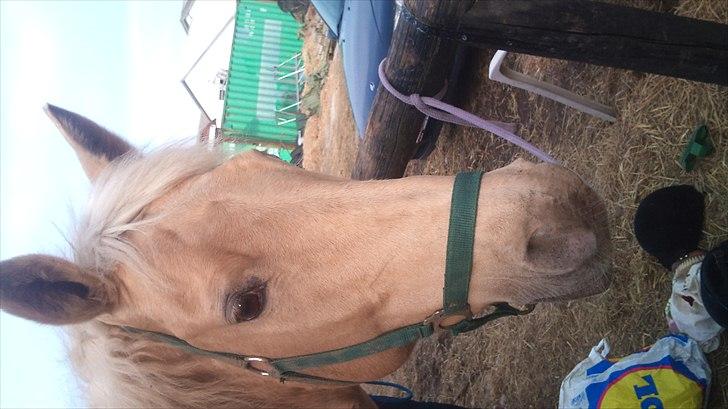 Palomino Cibelle - For lang tid siden, den dag hvor jeg red uden sadel på dig for første gang. Og hvor jeg så faldt af 3 gange, men stadig en vidunderlig dag med dig skat! Dejlige tøs.  billede 4