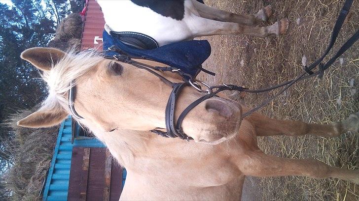 Palomino Cibelle - For lang tid siden, den dag hvor jeg red uden sadel på dig for første gang. Og hvor jeg så faldt af 3 gange, men stadig en vidunderlig dag med dig skat! Dejlige tøs.  billede 5